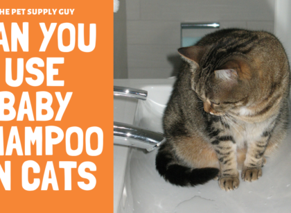 Can You Use Baby Shampoo on Cats