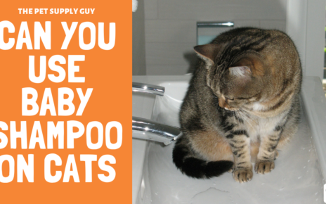 Can You Use Baby Shampoo on Cats