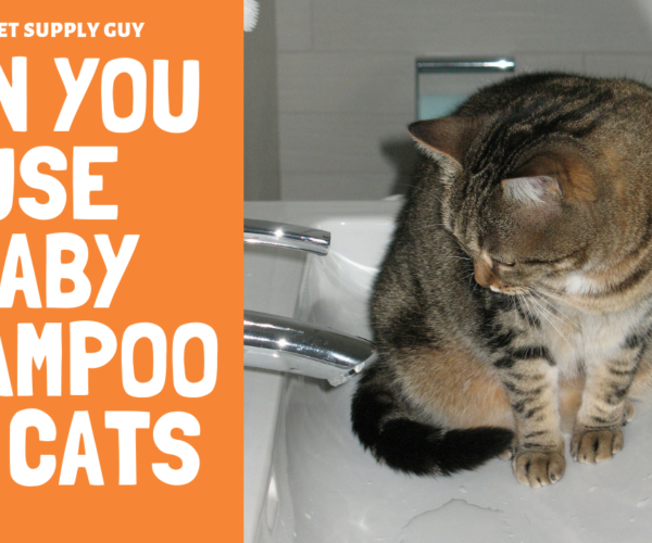 Can You Use Baby Shampoo on Cats