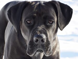 Best Dog Crate For A Cane Corso - The Pet Supply Guy