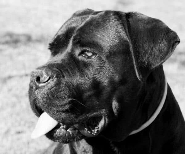 Cane Corso Gifts