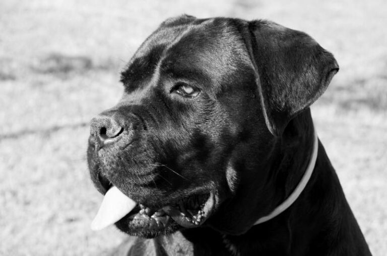 Cane Corso Gifts | Gifts for Cane Corso Lovers | The Pet Supply Guy