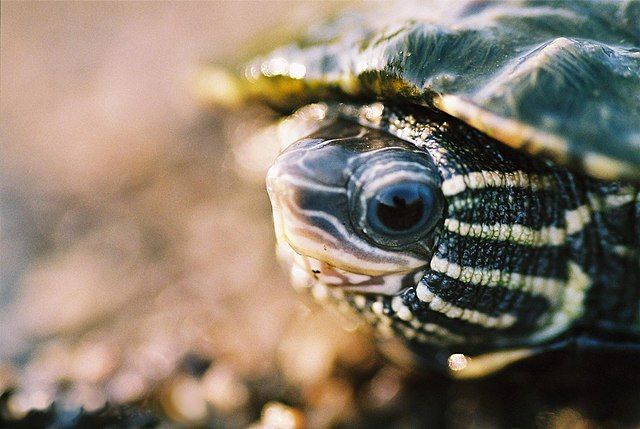 Caspian Pond Turtle (Mauremys caspica)