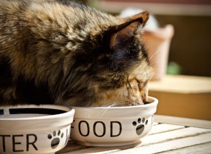 Cat Calorie Calculator
