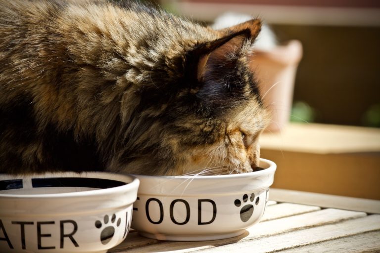Cat Calorie Calculator How Many Calories Do Cats Need? Cat Feeding