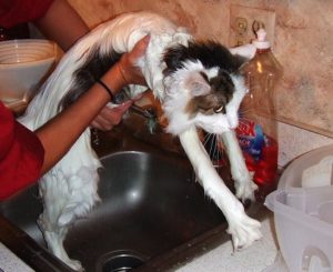 Cat Hates Bath