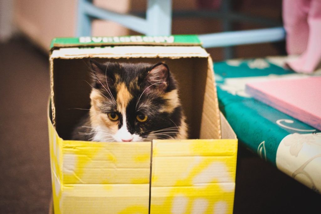Cat Litter Subscription Box - Cat in Box