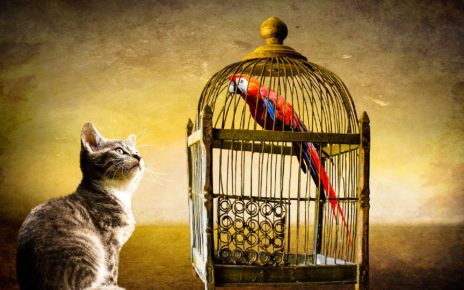 Cat Proof Bird Cages