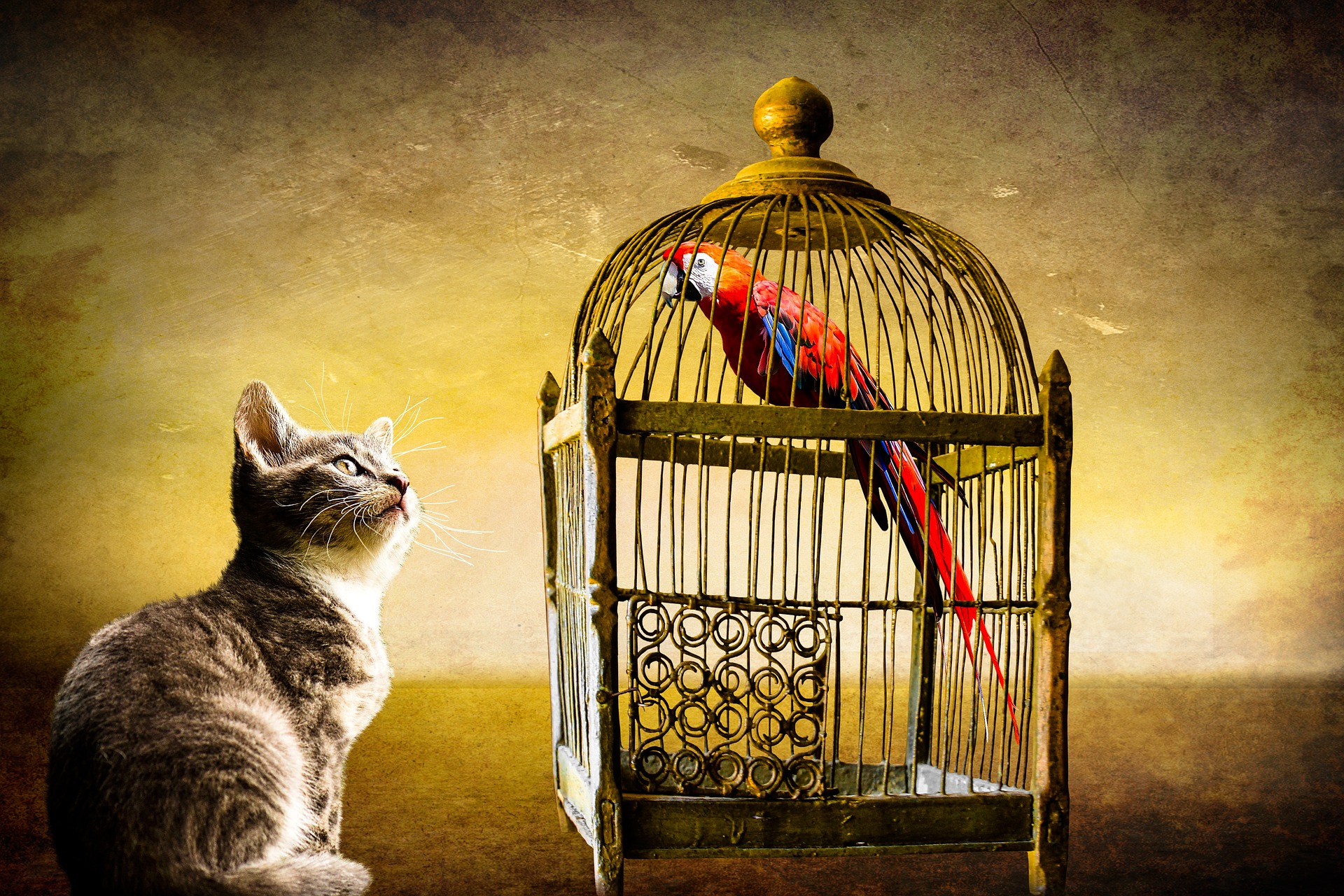cat proof bird cage