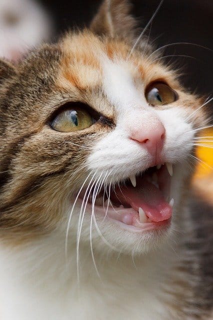 How To Keep Cats Teeth Clean Without Brushing
