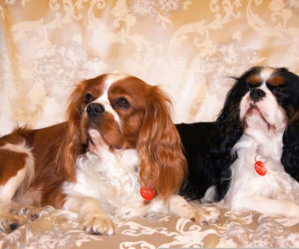 Cavalier King Charles Gifts