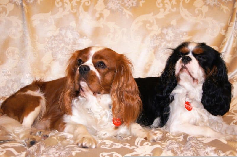 Cavalier King Charles Gifts