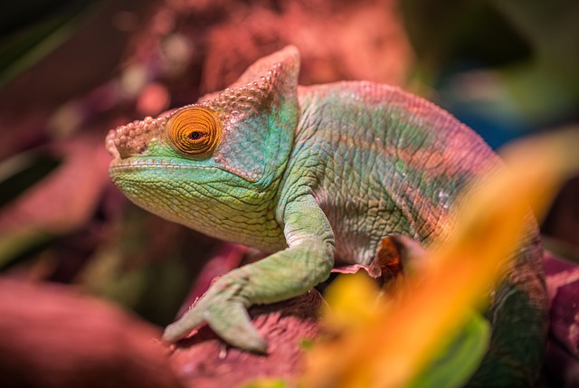 Chameleon UV Requirements