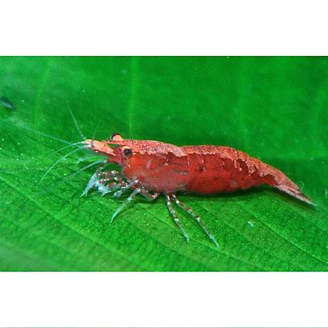 Best Tropical Fish for a 20 Gallon Tank | Cherry Shrimp