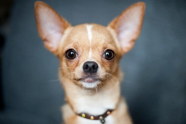 Chihuahua - Top 20 Dumbest Dog Breeds