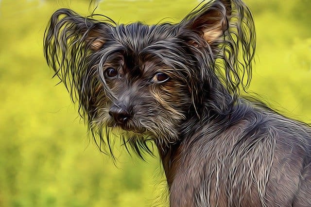 Chinese Crested - Top 20 Dumbest Dog Breeds
