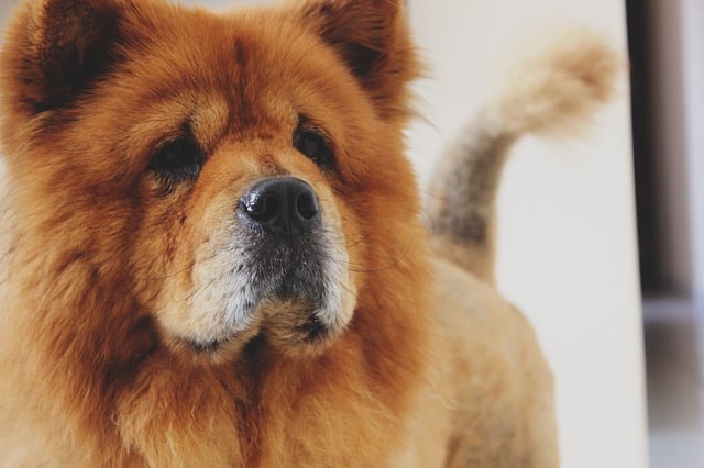 Chow Chow - Top 20 Dumbest Dog Breeds