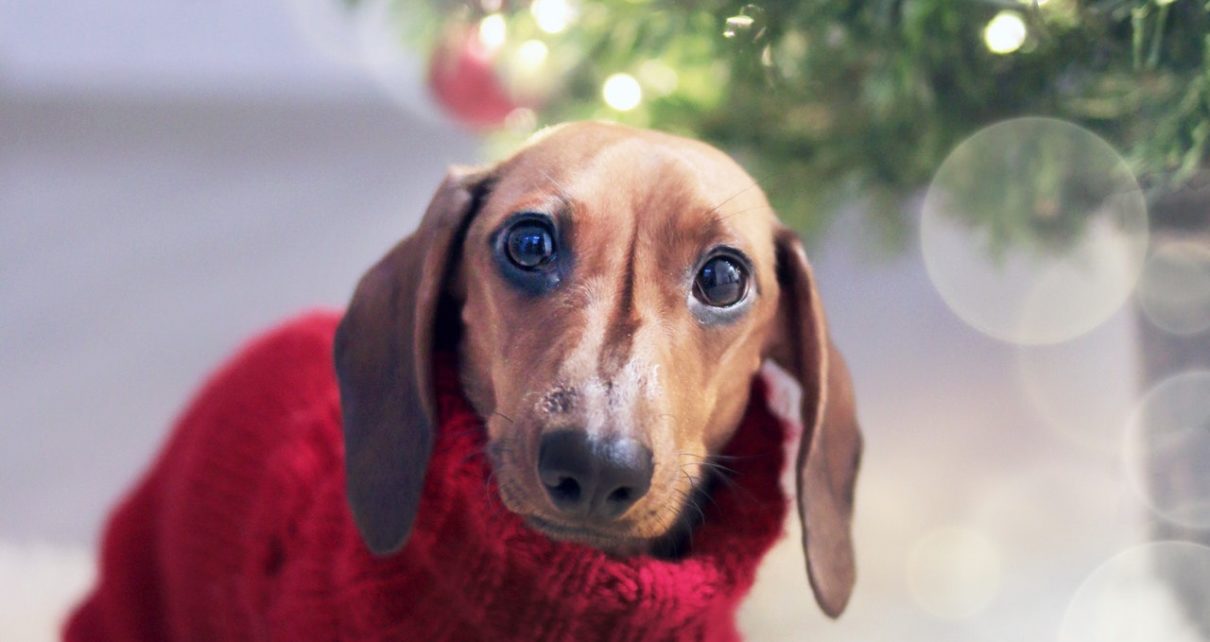 Christmas Gifts for Dachshund Lovers