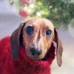 Christmas Gifts for Dachshund Lovers