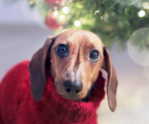 Christmas Gifts for Dachshund Lovers