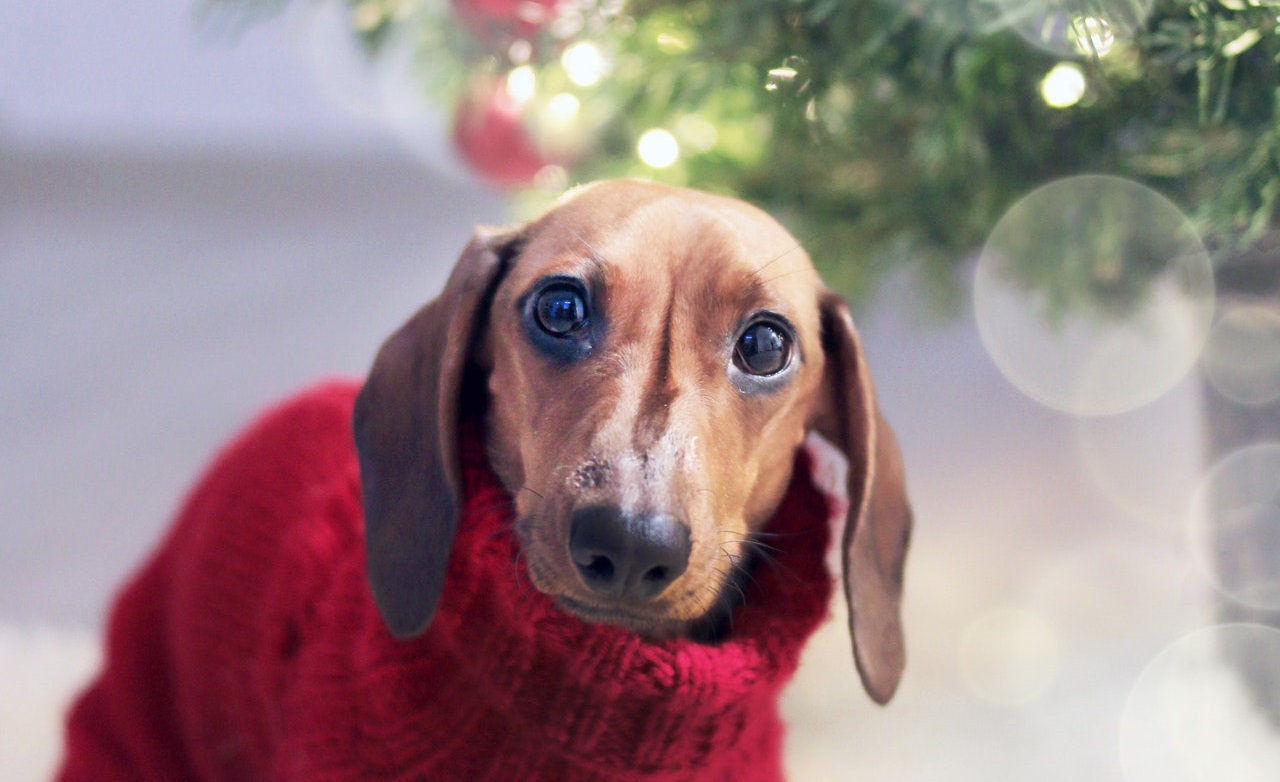 Christmas Gifts for Dachshund Lovers The Pet Supply Guy
