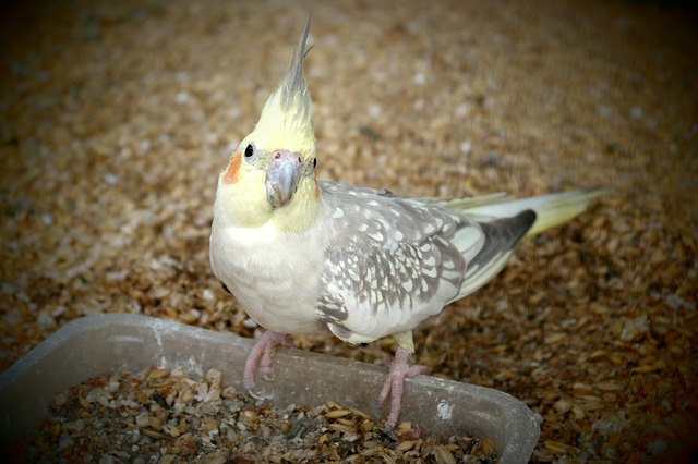 Cockatiel Grit and Digestion - Do Cockatiels Need Grit