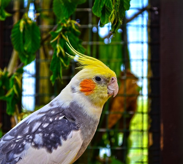 Best Pet Birds that Talk