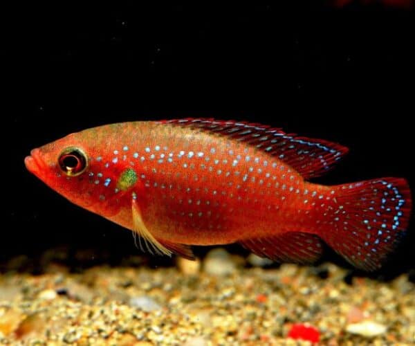 Coolest Freshwater Aquarium Fish