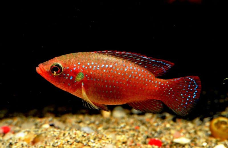Coolest Freshwater Aquarium Fish