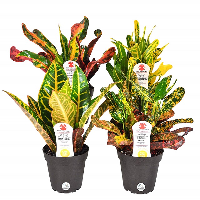 Costa Farms Exotic Angel Croton Live Indoor Plant, Grower’s Choice Assortment