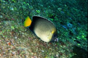 Reef Safe Angelfish | Best Agelfish for Reef Tanks | The Pet Supply Guy