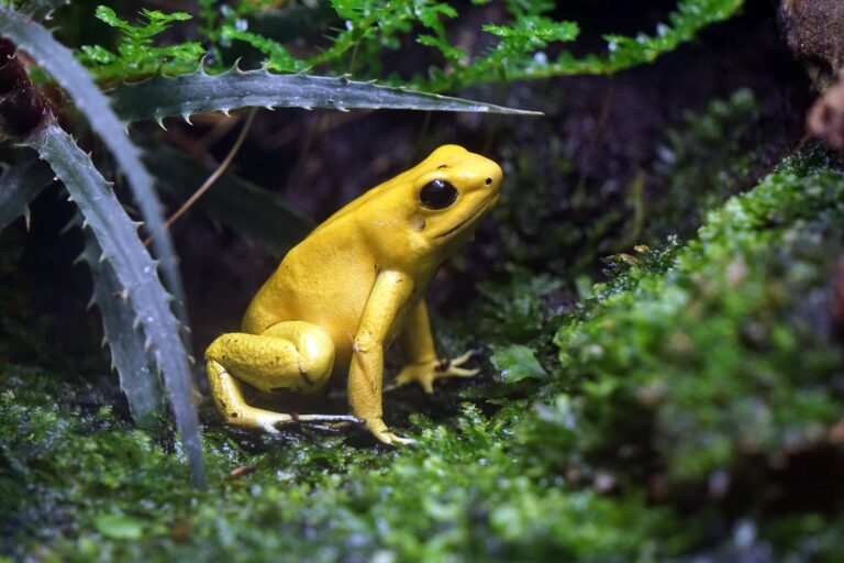 Best Light for a Dart Frog Vivarium The Pet Supply Guy