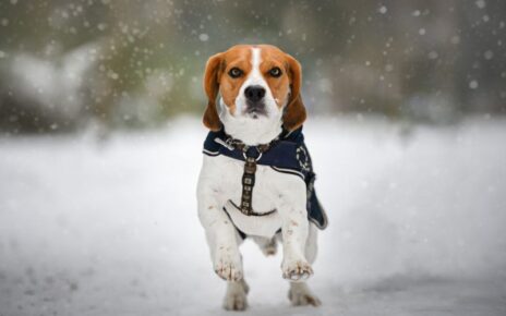 Do Beagles Need Winter Coats - Best Winter Coats for a Beagle
