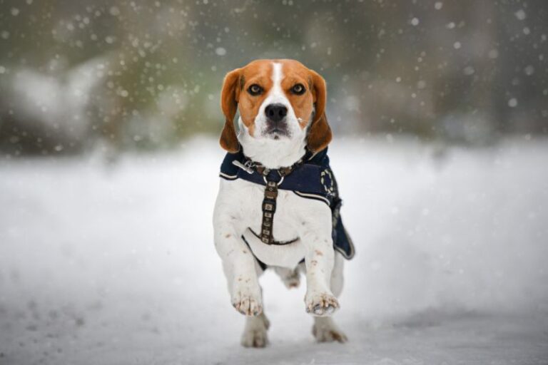 Do Beagles Need Winter Coats Best Winter Coats for a Beagle The Pet