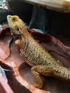 Do Bearded Dragons Like Water