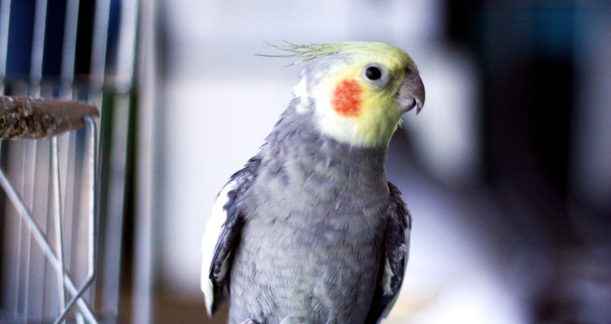 Do Cockatiels Like Mirrors -Are Mirrors Bad for Birds