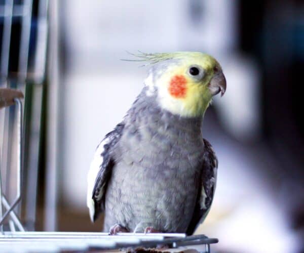 Do Cockatiels Like Mirrors -Are Mirrors Bad for Birds