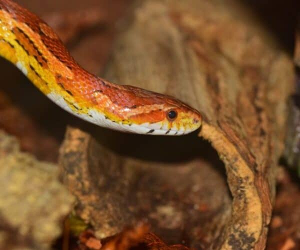 Do Corn Snakes Need Humidity