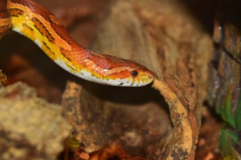 What Temperature Do Corn Snakes Need