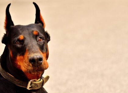 Do Dobermans Smell