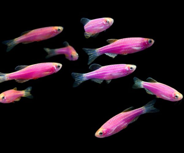 Do GloFish Need a Filter