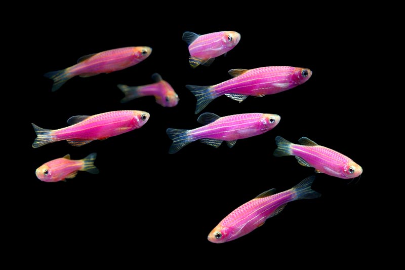 Do GloFish Need a Filter