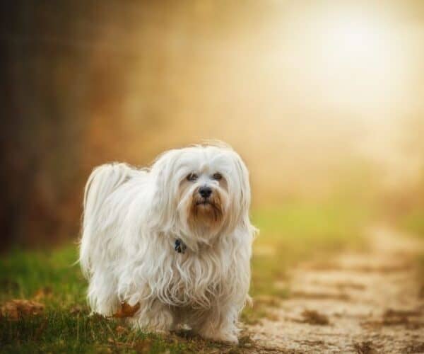 Do Havanese Need Coats in Winter - Best Winter Coats for a Havanese