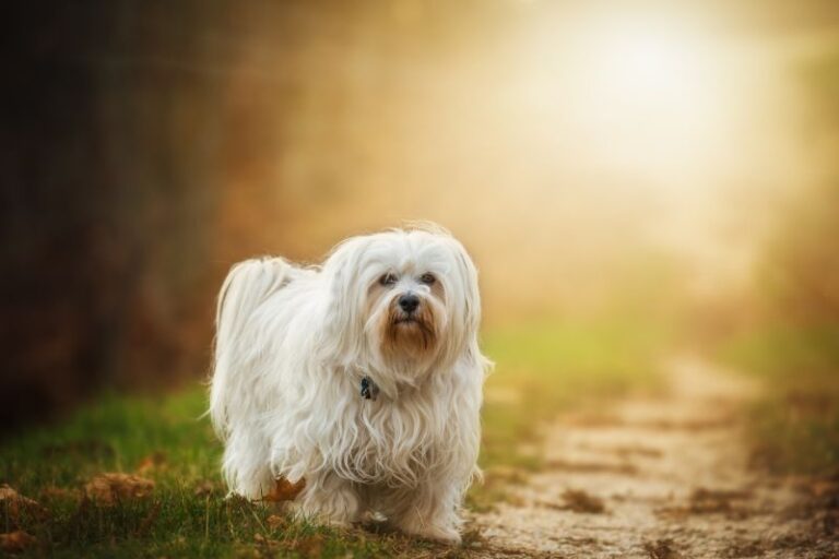 Do Havanese Need Coats in Winter Best Winter Coats for a Havanese