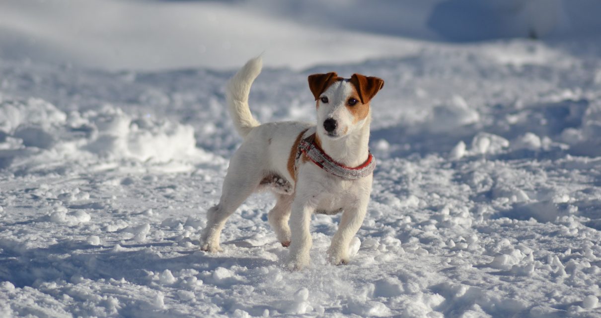 Do Jack Russells Need A Coat In Winter? - Best Winter Coats for Jack Russell Terriers