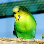 Do Parakeets Eat Mealworms