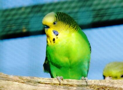 Do Parakeets Eat Mealworms
