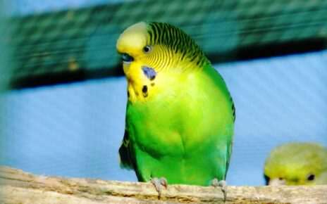 Do Parakeets Eat Mealworms