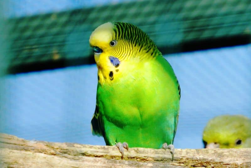 Do Parakeets Eat Mealworms