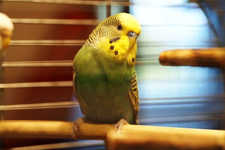 Why Do Parakeets Bob their Heads The Pet Supply Guy